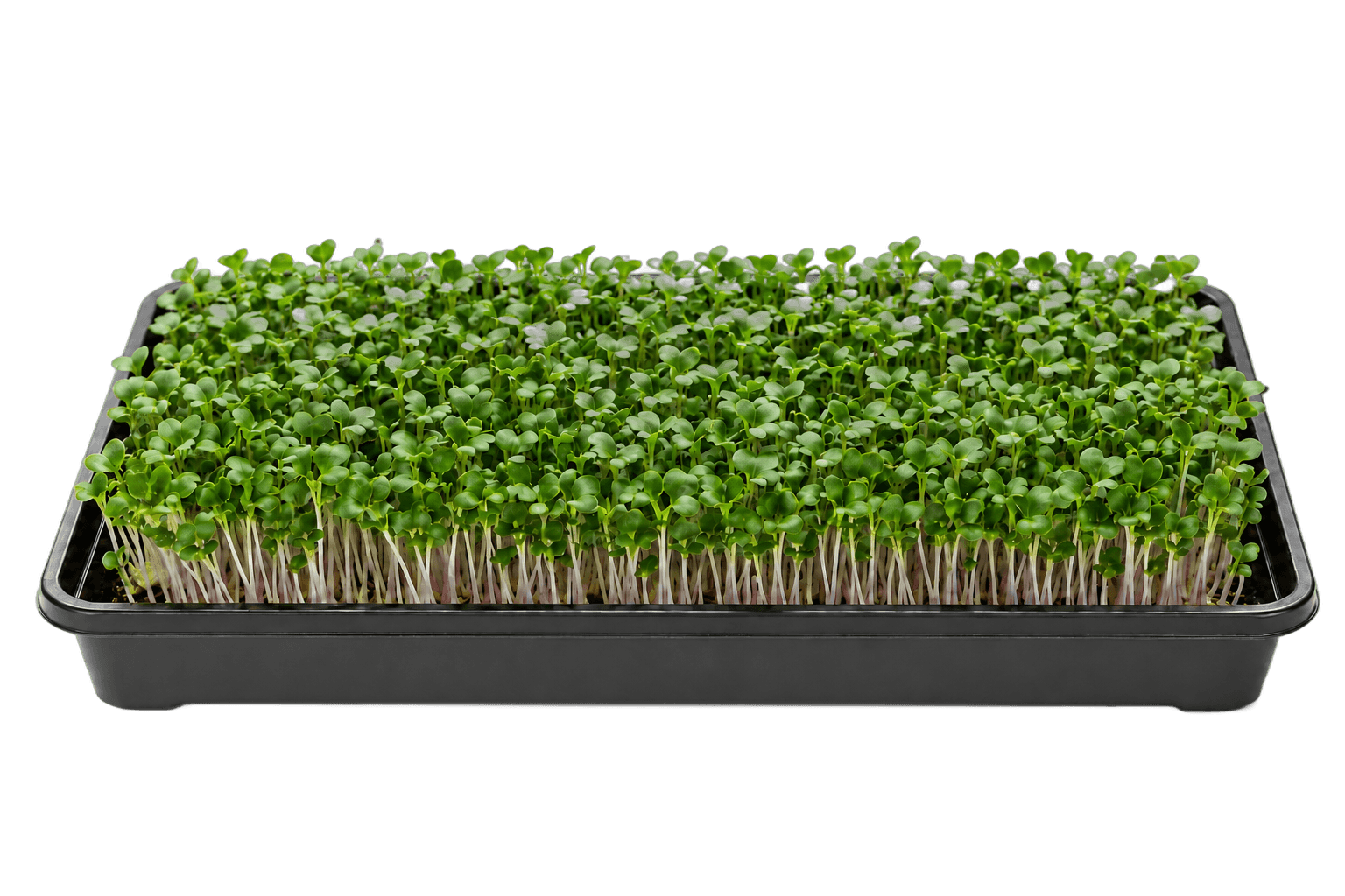 Illustrative 1020 growing tray of daikon radish microgreens
