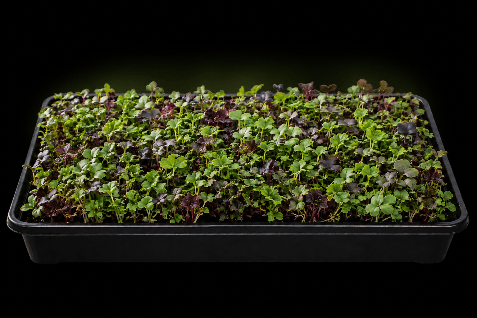 Illustrative growing tray of lakefront salad mix microgreens