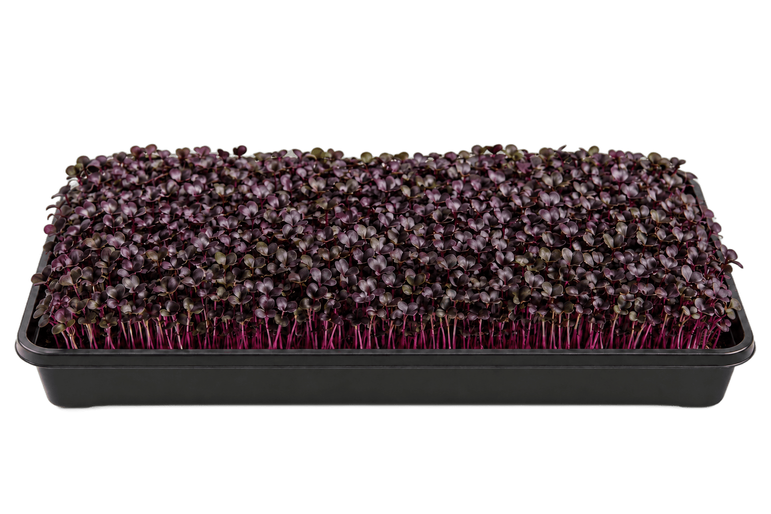 Illustrative 1020 growing tray of rambo radish microgreens