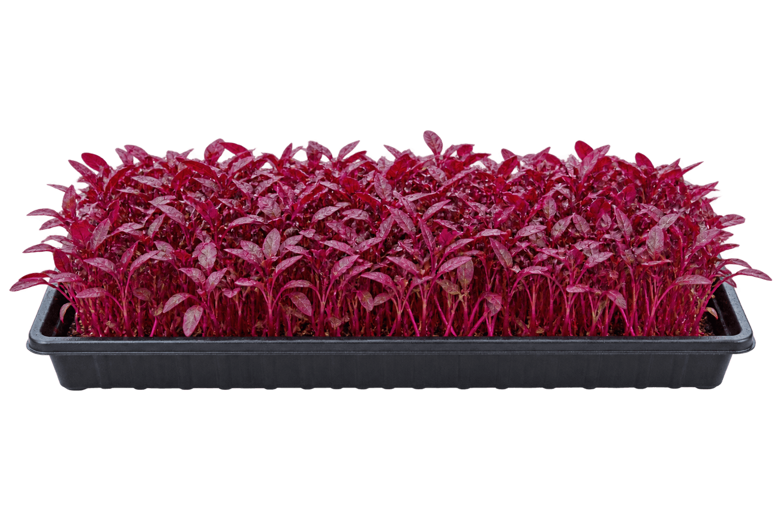 Illustrative 1020 growing tray of red garnet amaranth microgreens