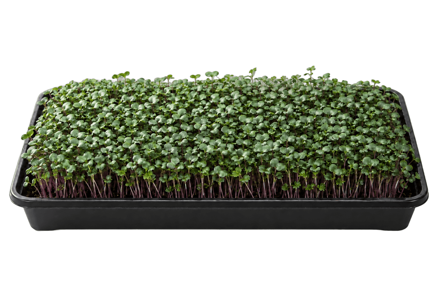 Illustrative 1020 growing tray of red russian kale microgreens