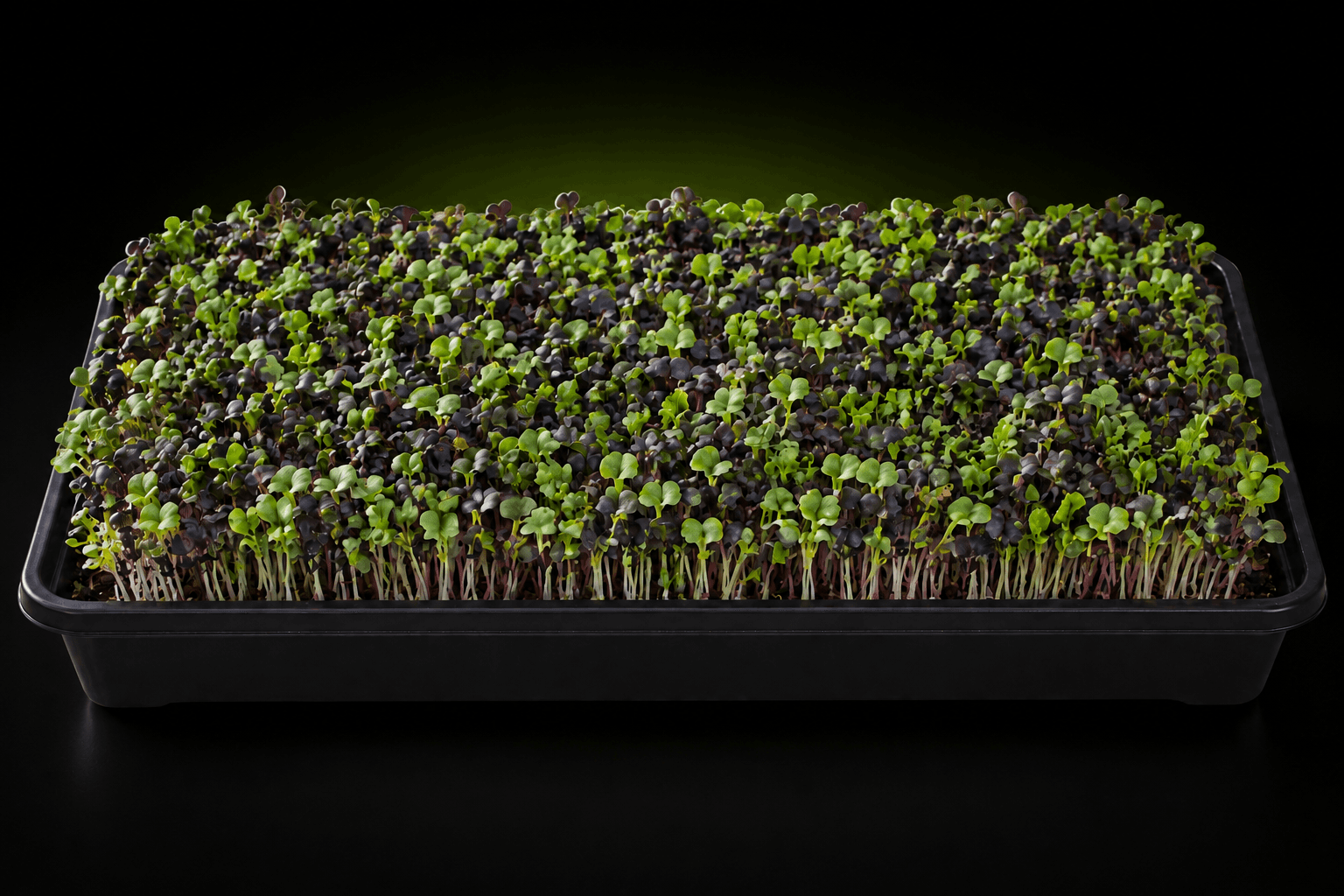 Illustrative growing tray of spicy mix microgreens