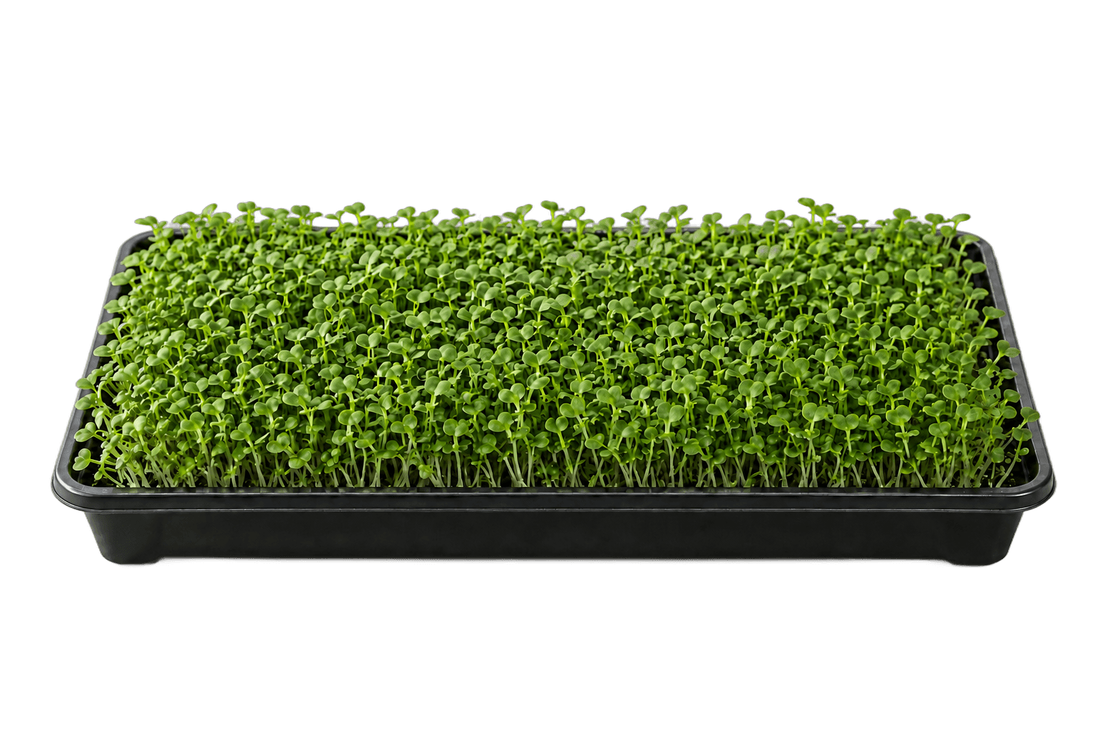 Illustrative 1020 growing tray of arugula microgreens