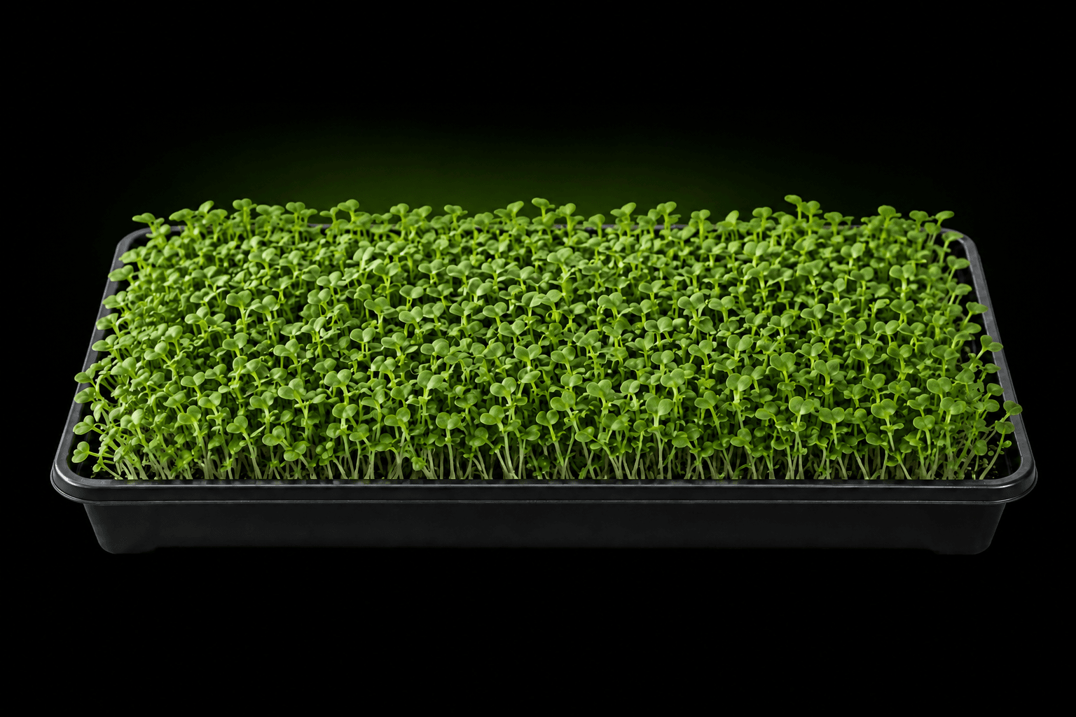 Illustrative growing tray of arugula microgreens