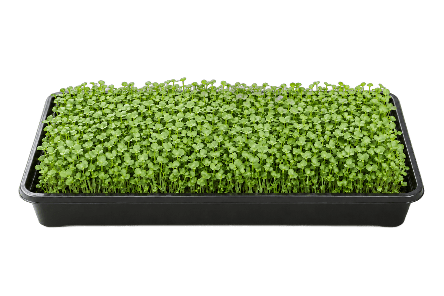 Illustrative 1020 growing tray of broccoli raab microgreens