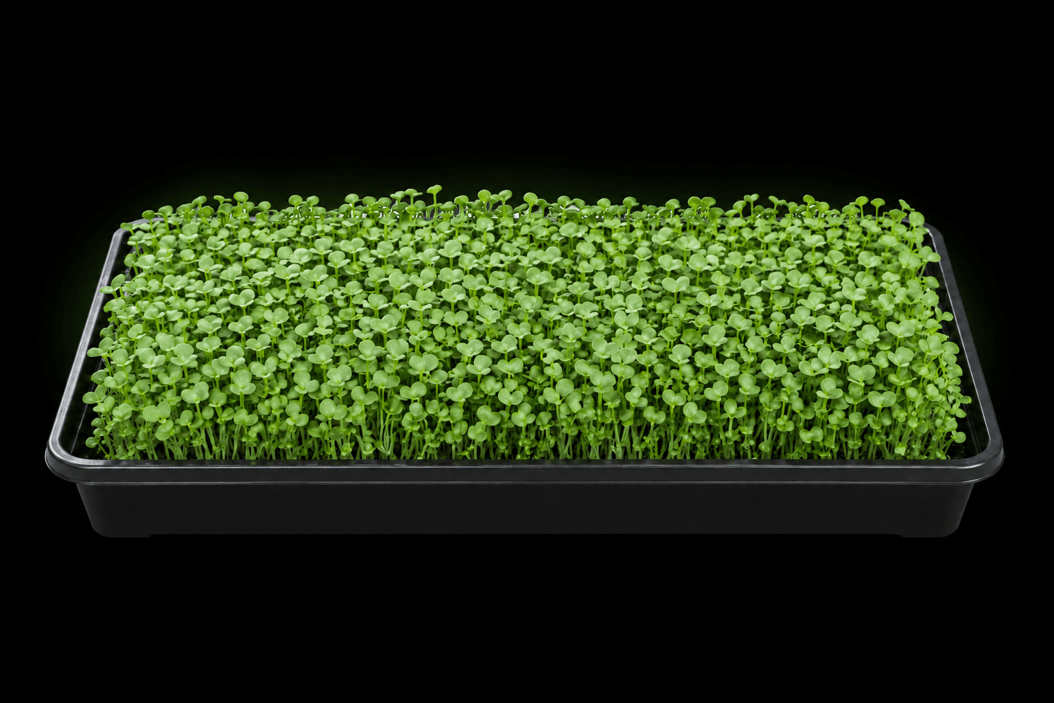 Illustrative growing tray of broccoli raab microgreens
