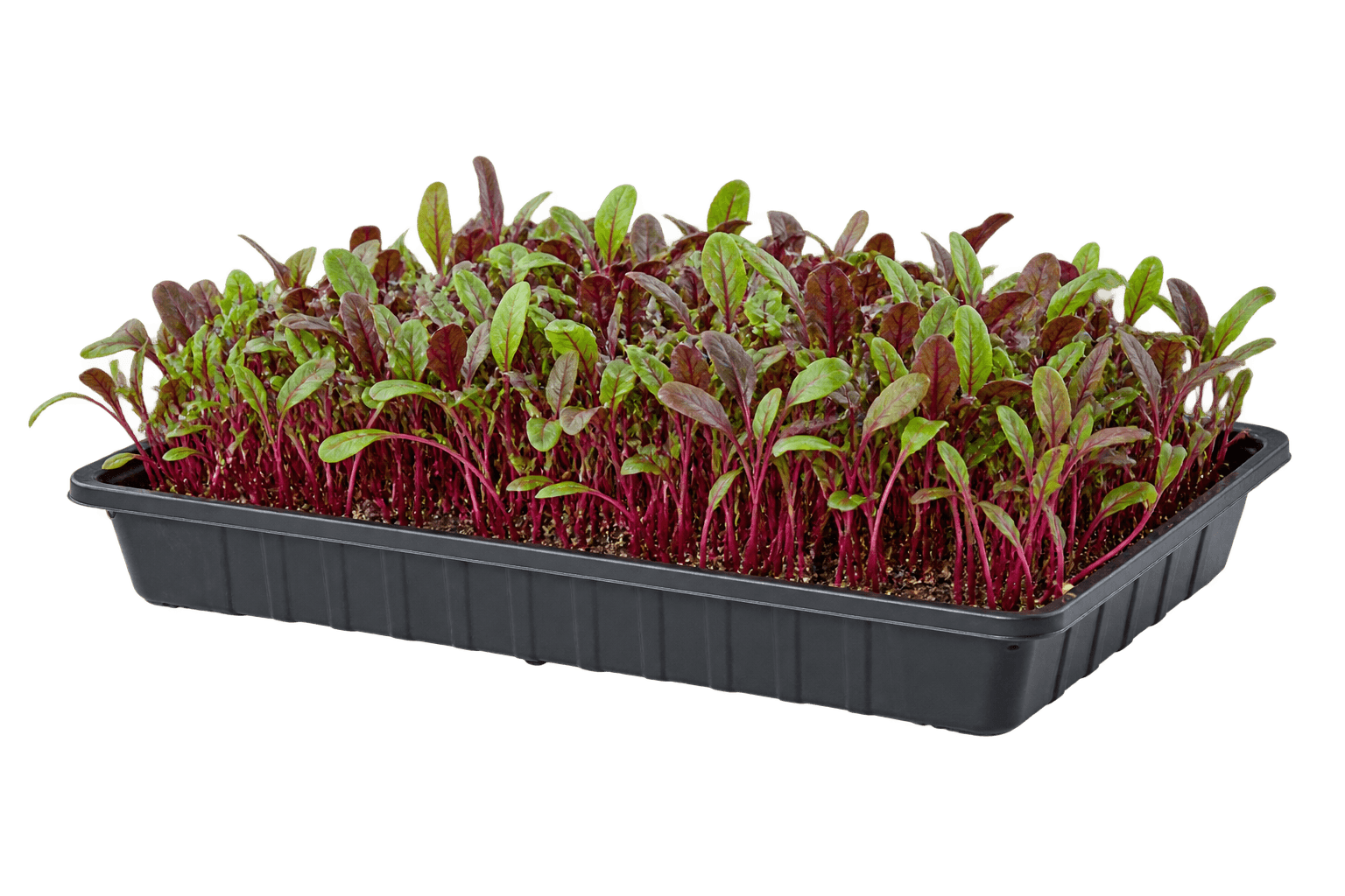 Illustrative 1020 growing tray of bull’s blood beet microgreens