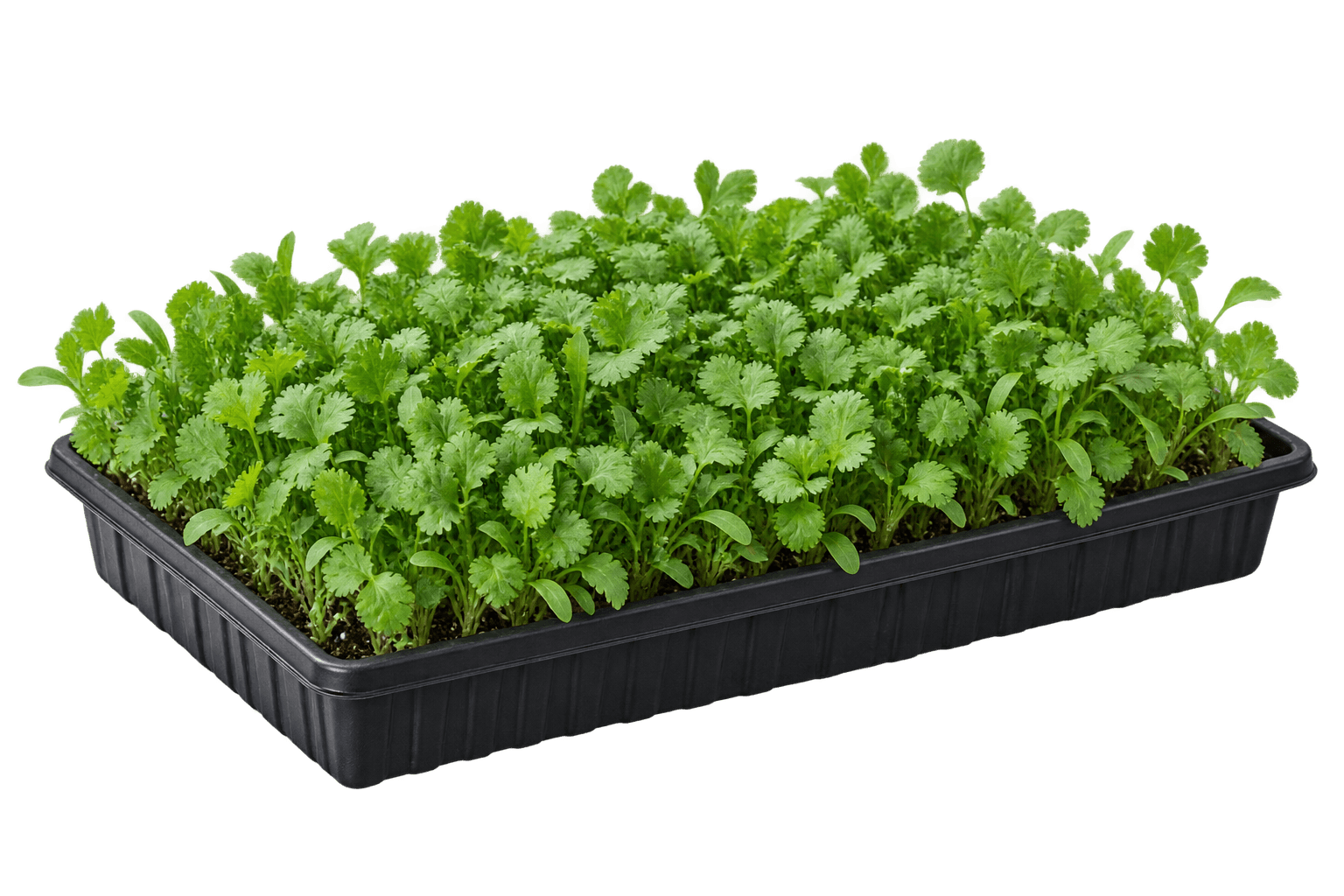 Illustrative 1020 growing tray of cilantro microgreens