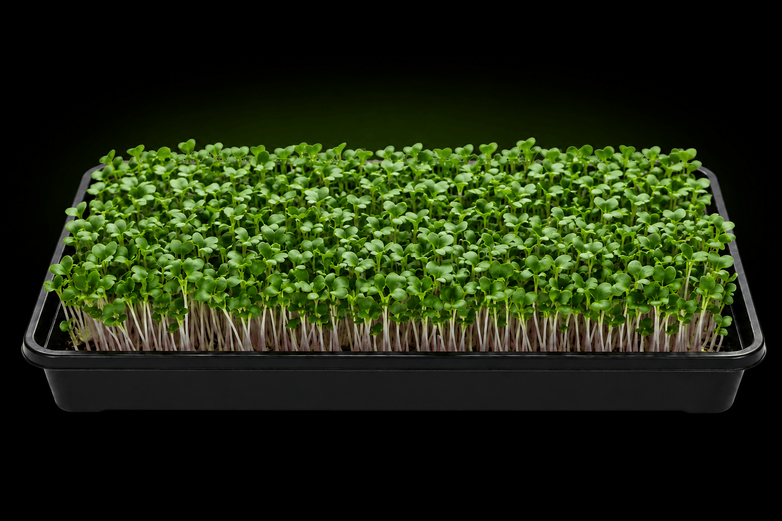 Illustrative growing tray of daikon radish microgreens