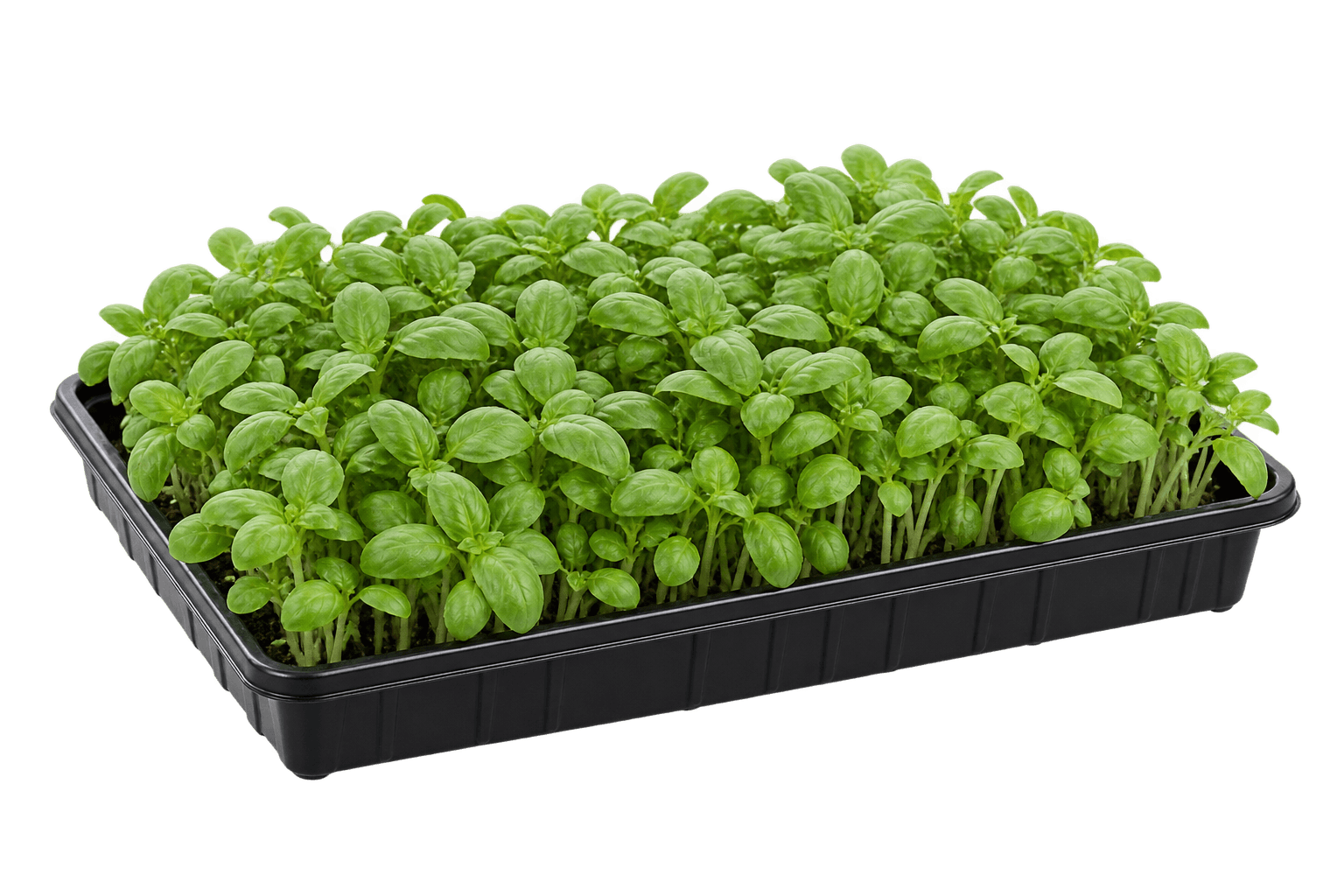 Illustrative 1020 growing tray of genovese basil microgreens
