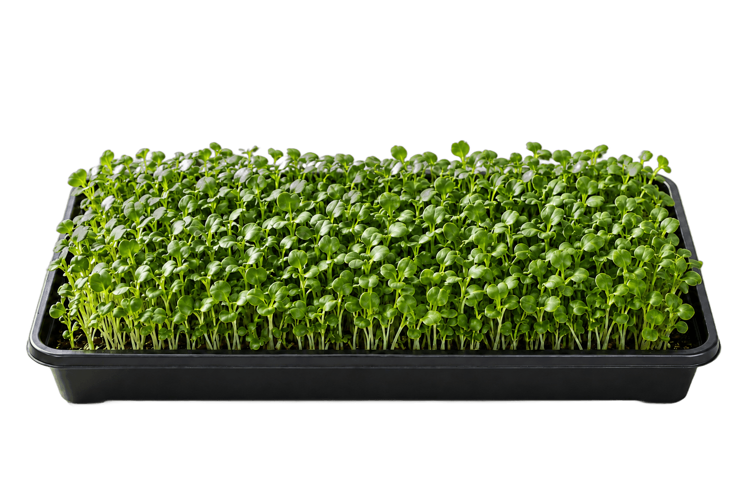 Illustrative 1020 growing tray of komatsuna microgreens