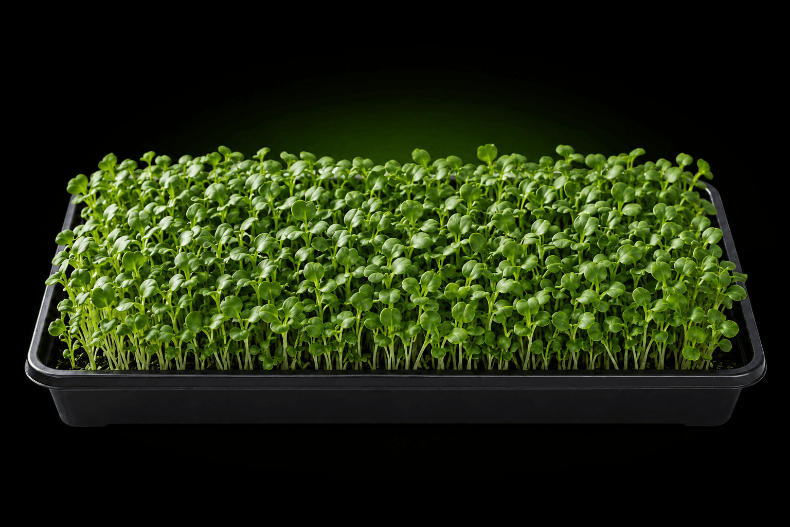 Illustrative growing tray of komatsuna microgreens