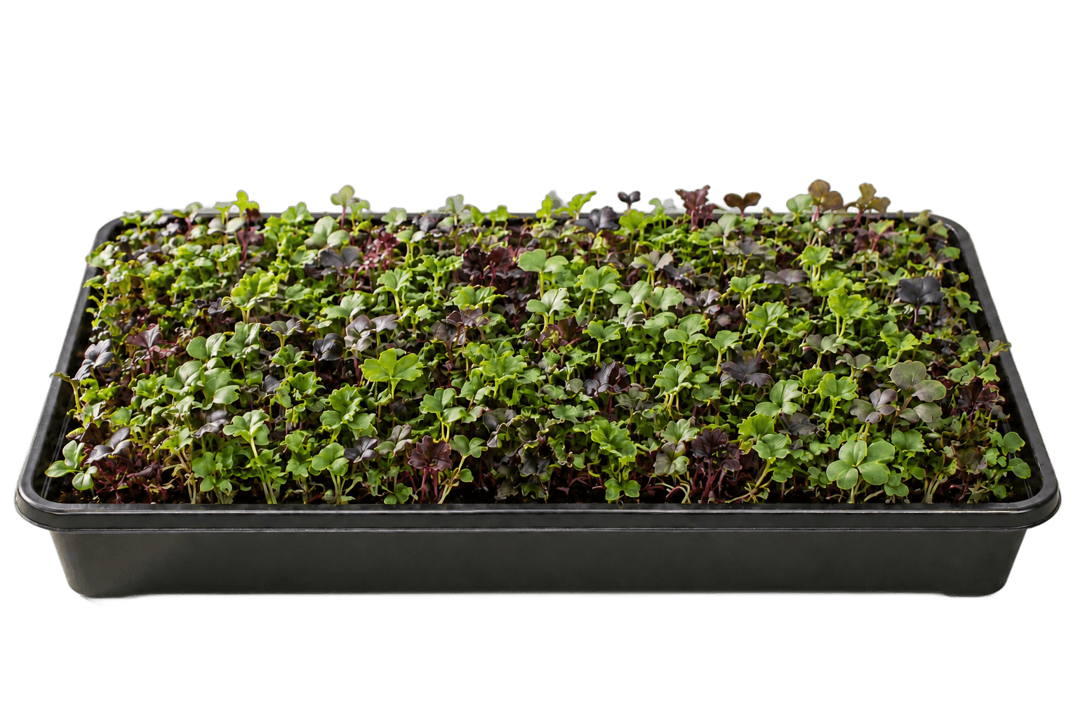 Illustrative 1020 growing tray of lakefront salad mix microgreens