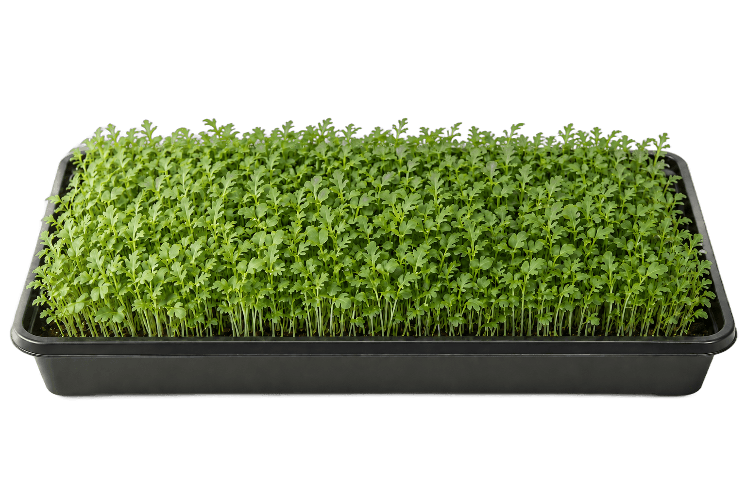 Illustrative 1020 growing tray of mizuna microgreens
