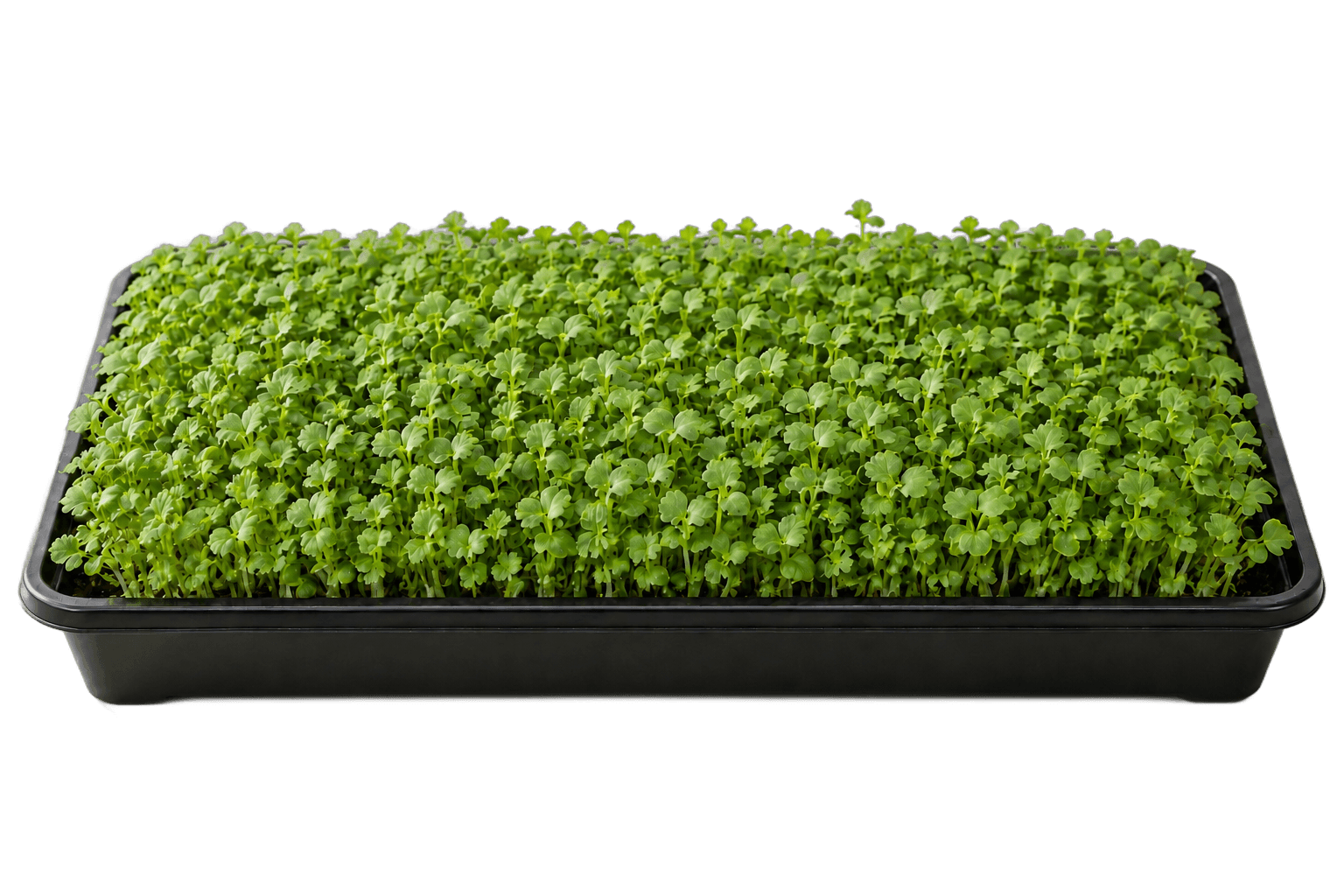 Illustrative 1020 growing tray of mustard microgreens