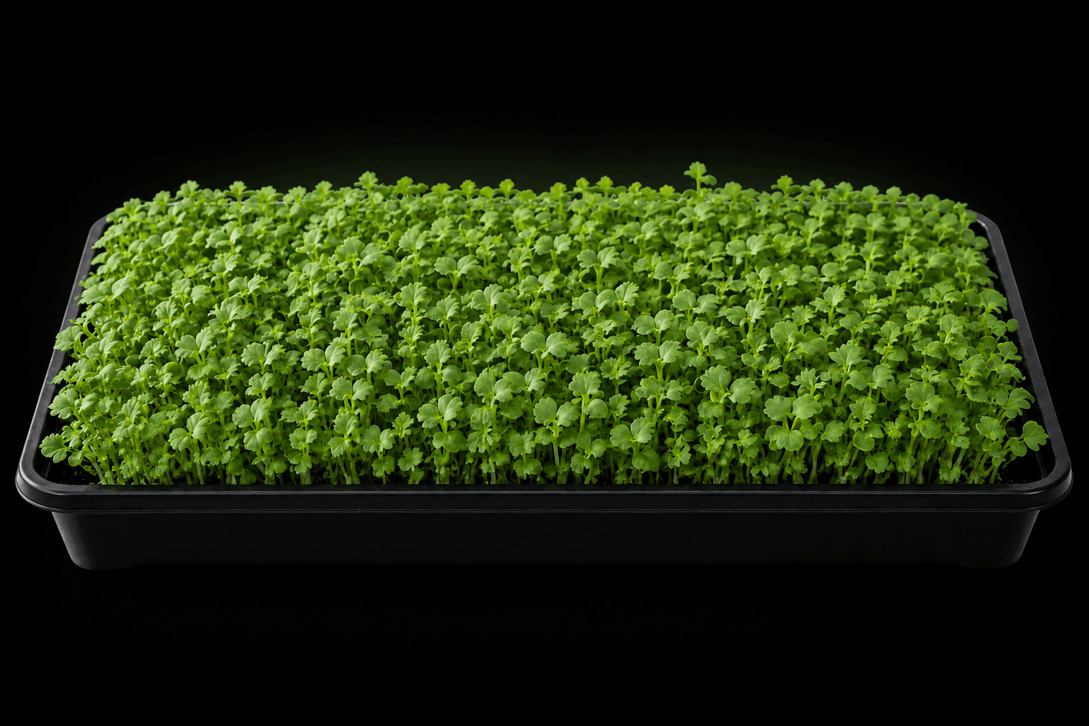 Illustrative growing tray of mustard microgreens