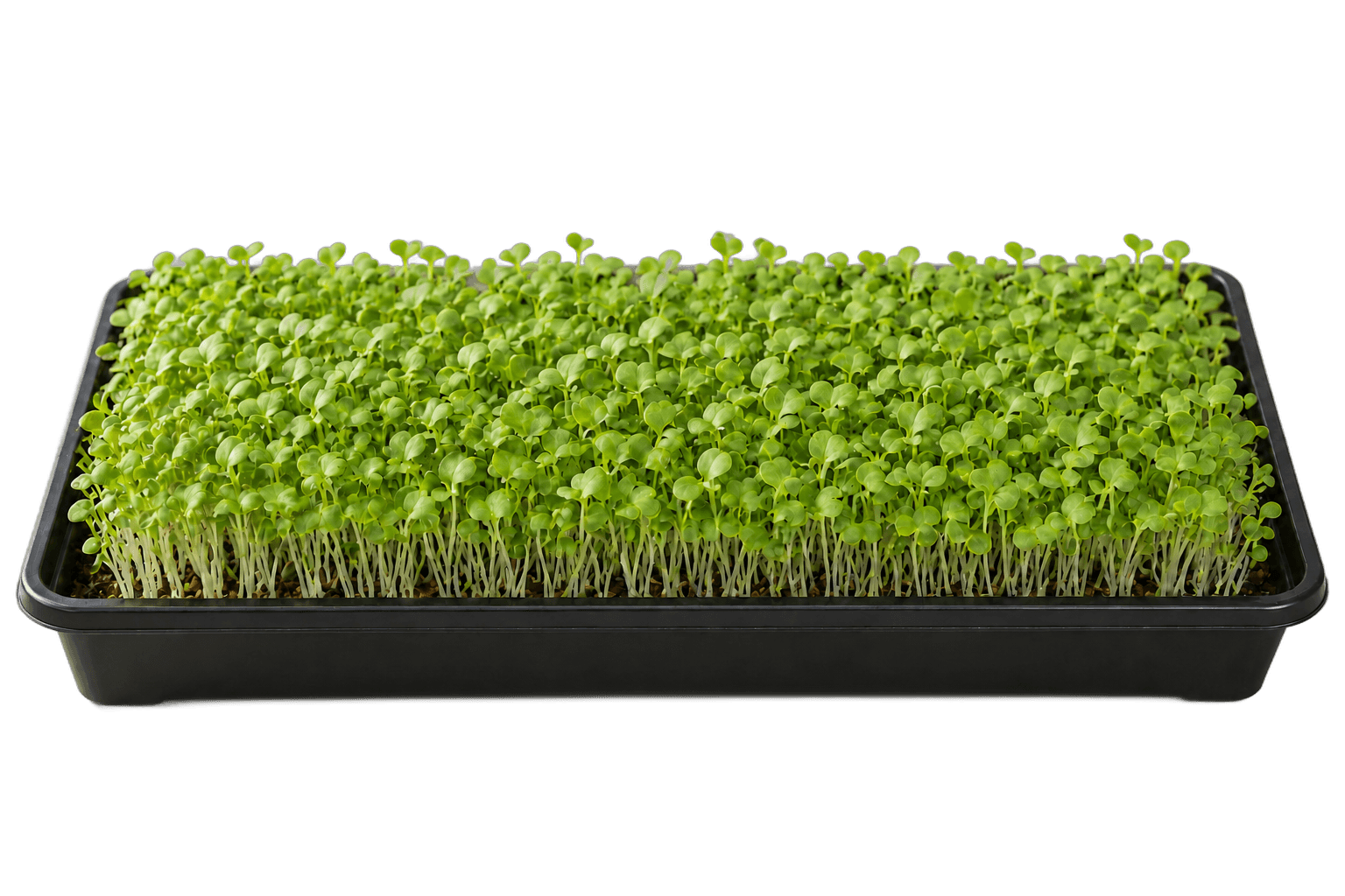 Illustrative 1020 growing tray of pak choi microgreens