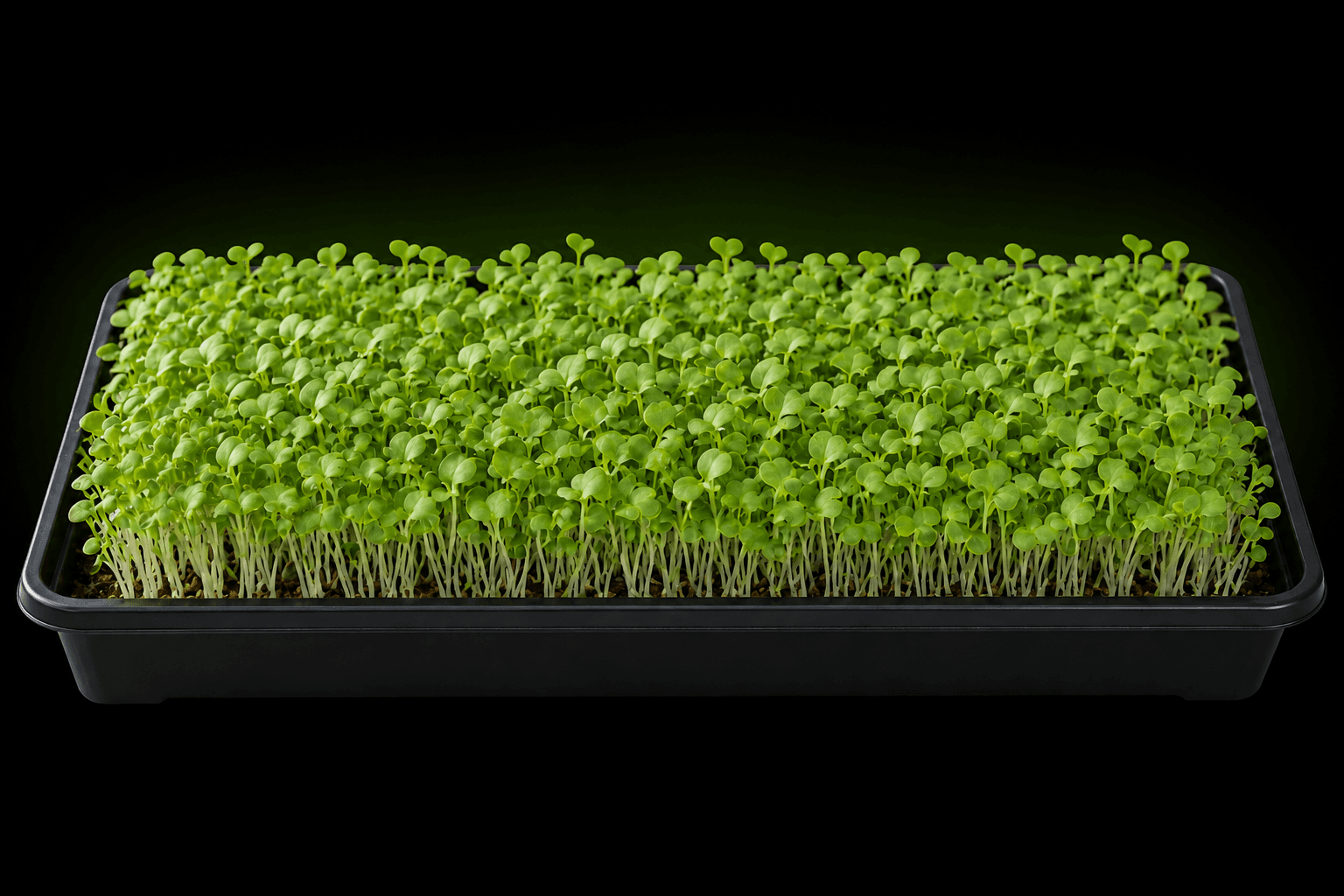 Illustrative growing tray of pak choi microgreens