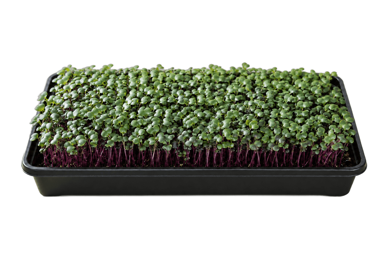 Illustrative 1020 growing tray of purple kohlrabi microgreens
