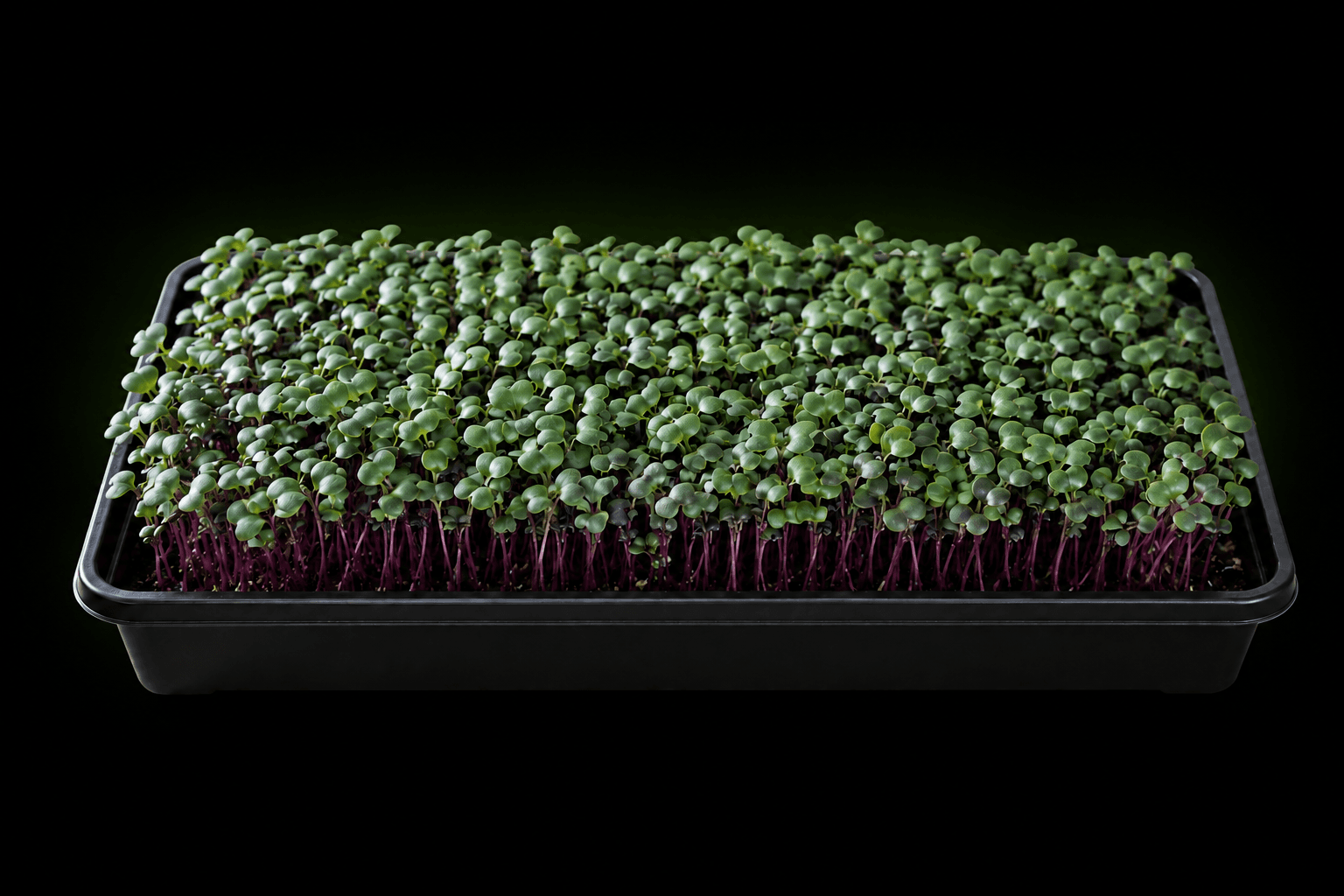 Illustrative growing tray of purple kohlrabi microgreens