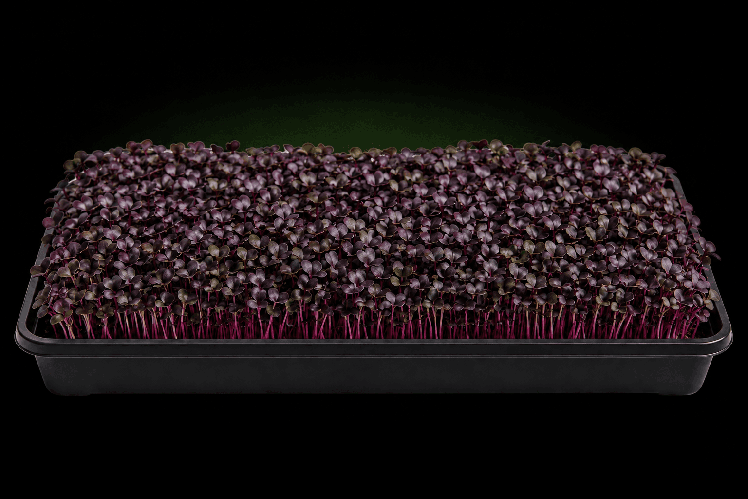 Illustrative growing tray of rambo radish microgreens