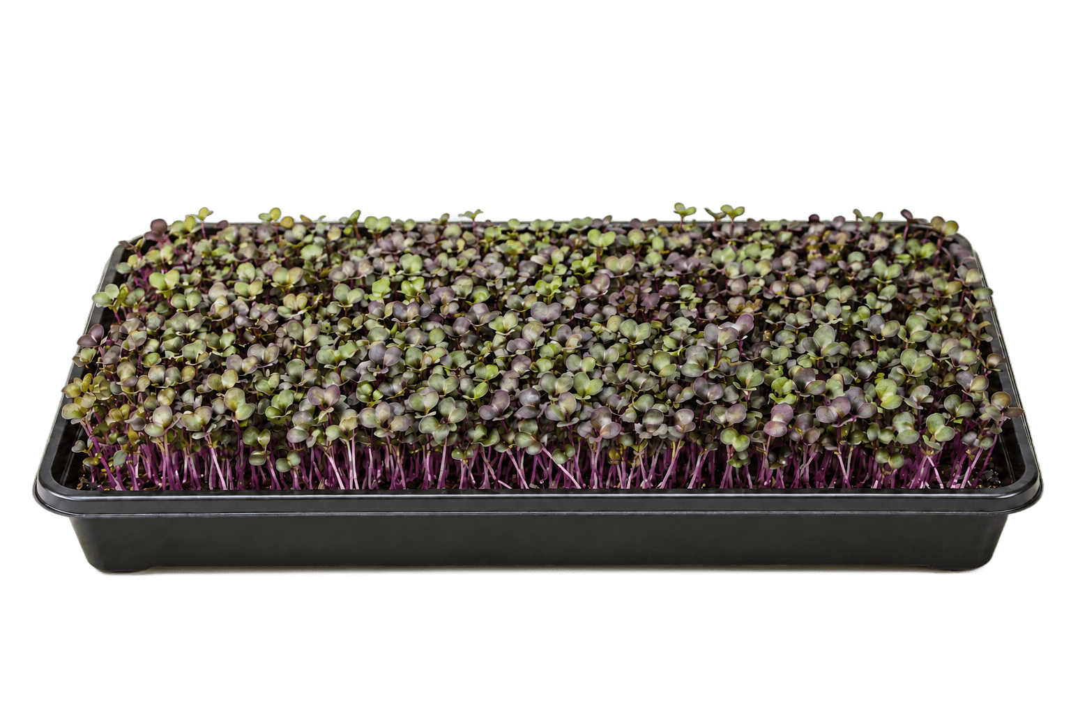 Illustrative 1020 growing tray of red cabbage microgreens