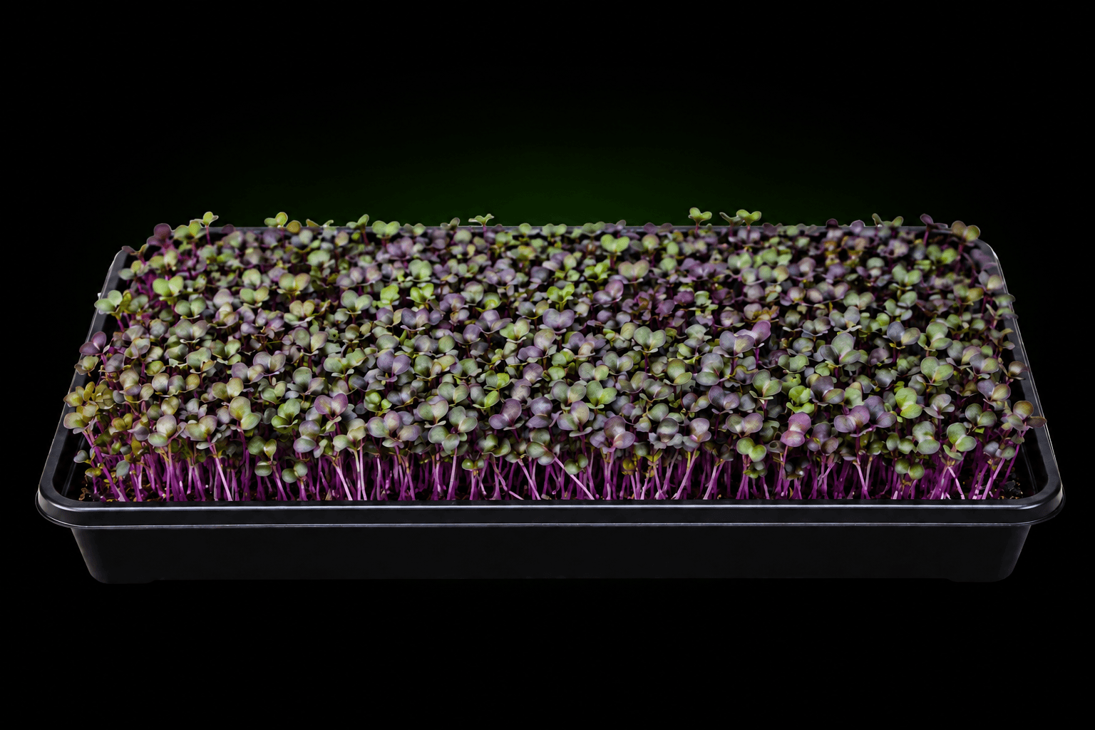 Illustrative growing tray of red cabbage microgreens