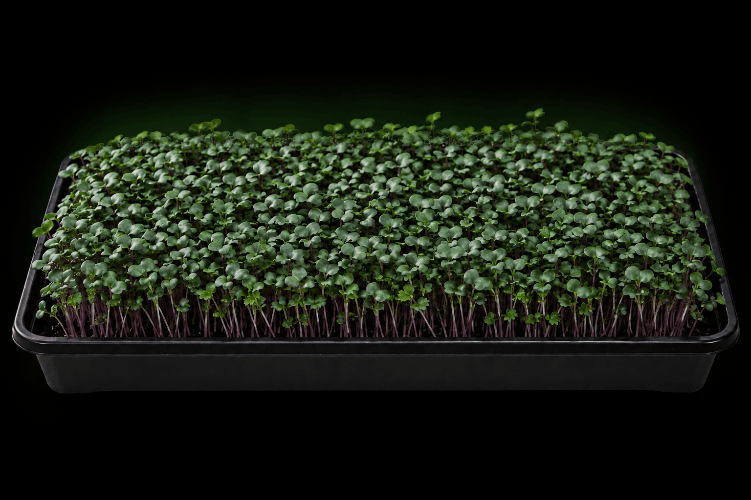 Illustrative growing tray of red russian kale microgreens