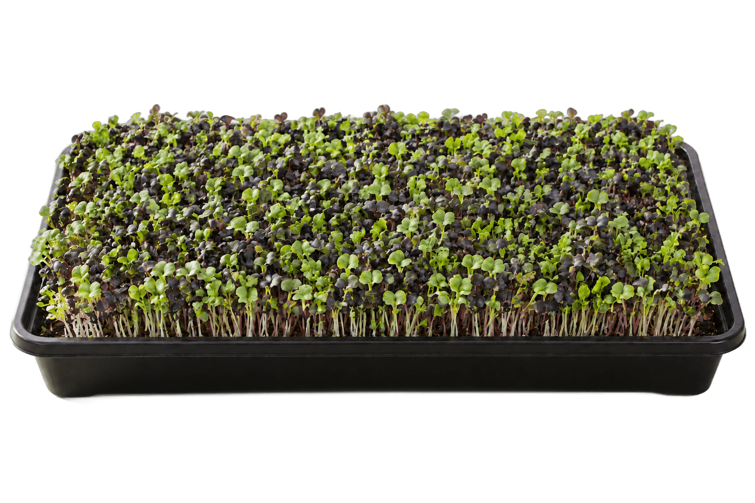 Illustrative 1020 growing tray of spicy mix microgreens