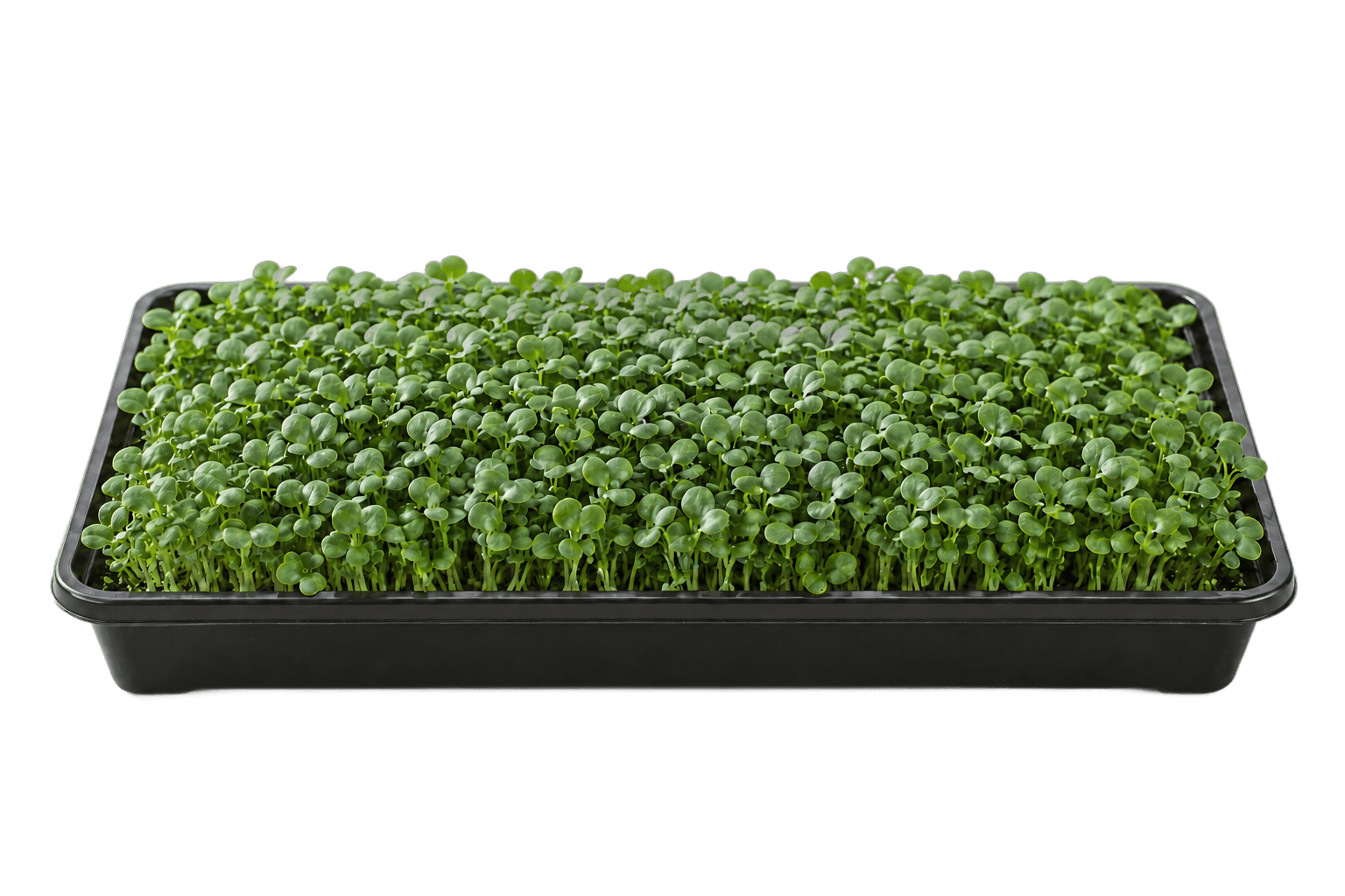 Illustrative 1020 growing tray of tatsoi microgreens