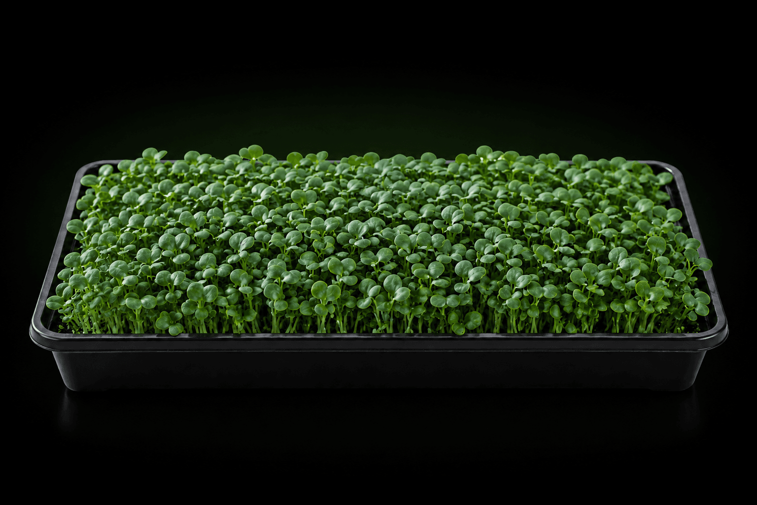 Illustrative growing tray of tatsoi microgreens