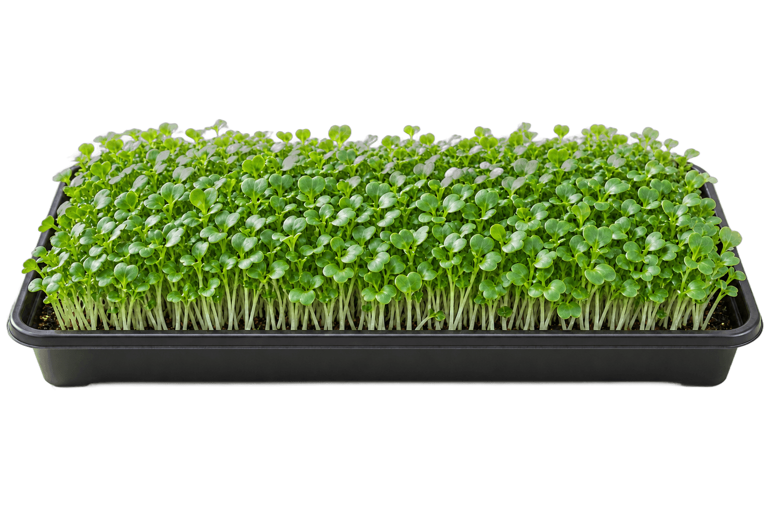 Illustrative 1020 growing tray of turnip microgreens
