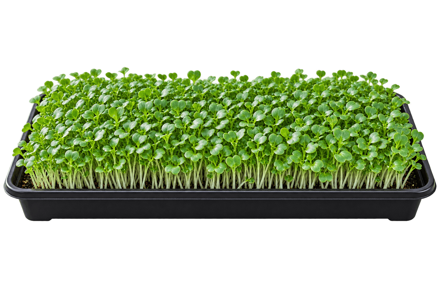 Illustrative growing tray of turnip microgreens